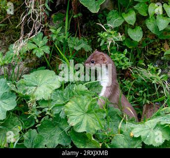 Stoat (Mustela erminea) adult hunting along undergrowth covered stone wall. Stock Photo