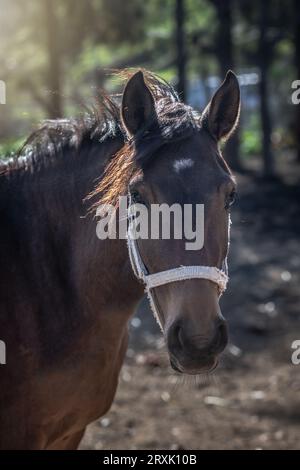 Close-up headshot of a backlit bay horse wearing a white halter Stock Photo