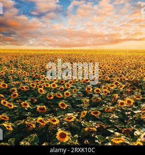 Beautiful endless sunflower field in summer sunset with fluffy clouds at the sky in background, Amazing vibrant countryside landscape for agriculture Stock Photo