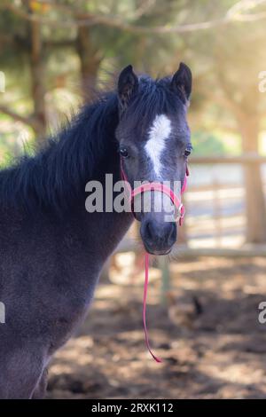 In a close-up image, a cute bay foal with a white blaze on its forehead captures hearts, adorned in a red halter, exuding youthful charm Stock Photo
