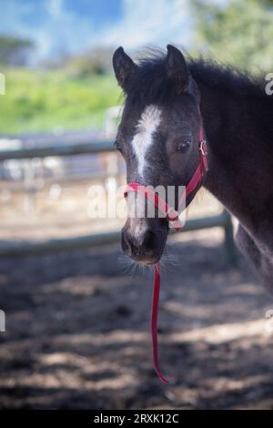 In a close-up image, a cute bay foal with a white blaze on its forehead captures hearts, adorned in a red halter, exuding youthful charm Stock Photo