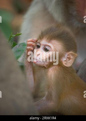 The cheeky monkey sticks out its tongue UTTARAKHAND, INDIA SWEET IMAGES show a baby macaque enjoying a snack in the forest before sticking its tongue Stock Photo