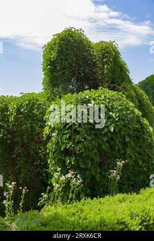 Weeping mulberry tree against a background of blue sky and green grass in summer in a park in Ukraine Stock Photo