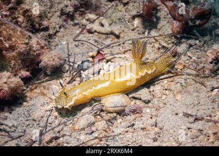 Nudibranch / Sea Slug (Hypselodoris Elegans / Felimare Picta), Adriatic Sea, Mediterranean Sea, Croatia Stock Photo