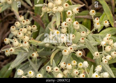 Natural close up patterns of Anaphalis Triplinervis ‘Sommerschnee’, blooming prolifically Stock Photo