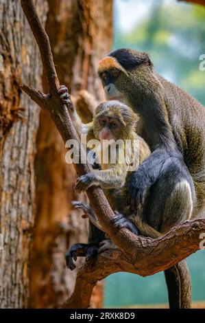 Baby De Brazza's Monkey with its mother sitting on a tree Stock Photo
