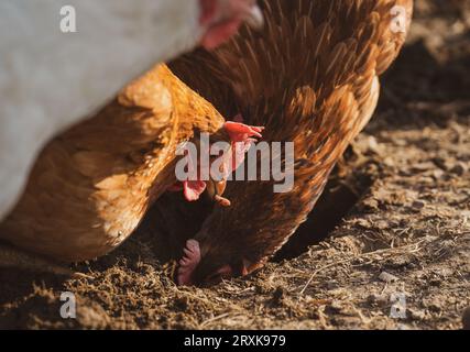 Chickens on the farm are pecking at the ground. One of the chickens is holding a worm in its beak. Organic farm. Hens. Stock Photo