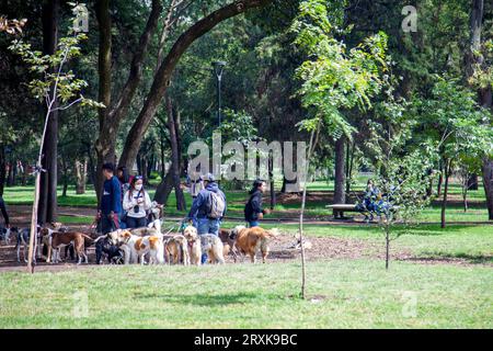 Dog Walkers in Chapultepec Park - Mexico City, Mexico Stock Photo