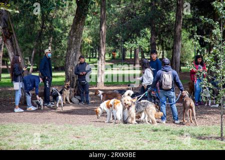 Dog Walkers in Chapultepec Park - Mexico City, Mexico Stock Photo