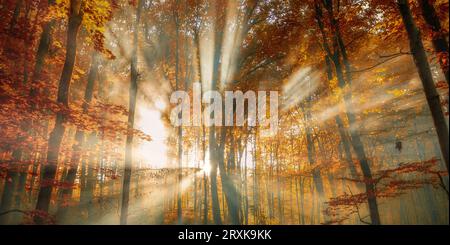 Autumn's First Light: A Tranquil Forest Awakens in Dawn's Glow Stock Photo