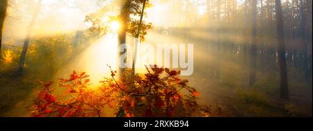 Mystical Morning: Sunlight Piercing Through Autumn's Veil Stock Photo
