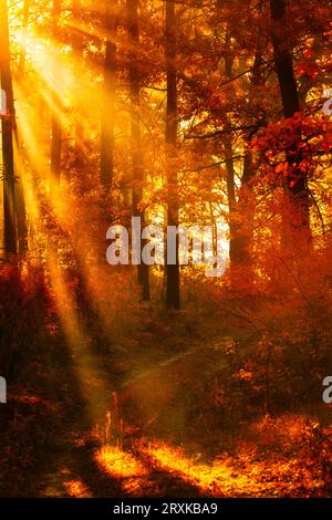 Foggy Forest Serenity: Welcoming a New Day in Autumn's Hush Stock Photo