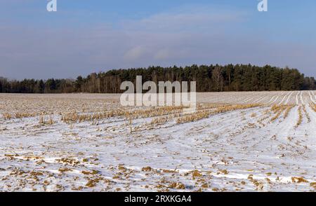 Dry , sharp stubble from the harvested corn crop , agricultural field in the winter season in sunny weather Stock Photo
