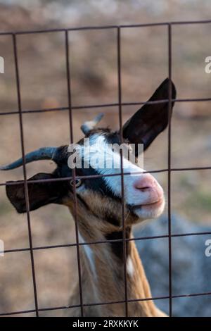 Funny goat staring at camera and smiling Stock Photo - Alamy