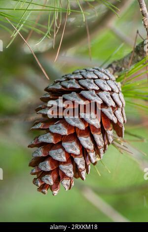 pine cone, fir cone tree cone, close-up, autumnal Stock Photo