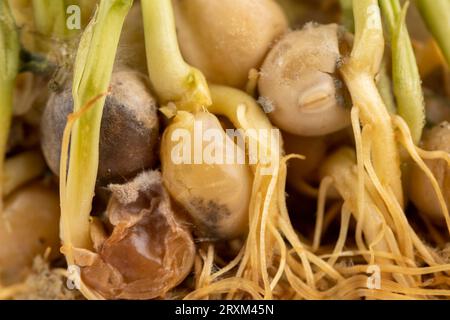 sprouted peas covered with mold and fungus, a close-up of a grown micro-greenery that has deteriorated and started to rot Stock Photo