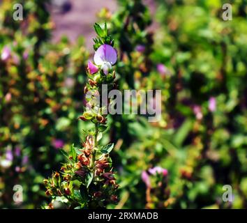 Ononis arvensis blooms in the meadow. Field restarrow, Ononis arvensis in the botanical garden in Dnieper, Ukraine. Growing medicinal plants in the ga Stock Photo