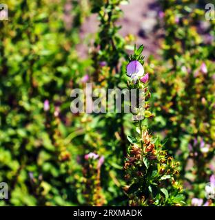 Ononis arvensis blooms in the meadow. Field restarrow, Ononis arvensis in the botanical garden in Dnieper, Ukraine. Growing medicinal plants in the ga Stock Photo