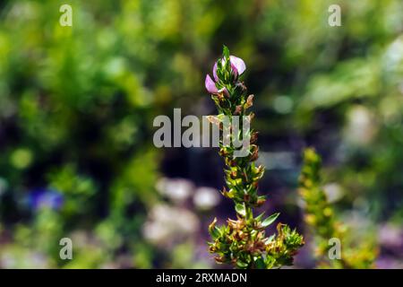 Ononis arvensis blooms in the meadow. Field restarrow, Ononis arvensis in the botanical garden in Dnieper, Ukraine. Growing medicinal plants in the ga Stock Photo