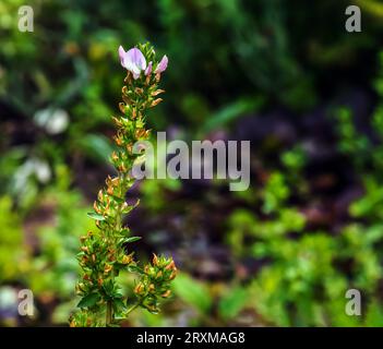 Ononis arvensis blooms in the meadow. Field restarrow, Ononis arvensis in the botanical garden in Dnieper, Ukraine. Growing medicinal plants in the ga Stock Photo