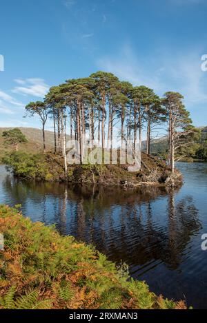 Eilean Na Moine, on Loch Eilt the supposed site of Albus Dumbledore's grave,  Lochaber, Scotland, UK Stock Photo