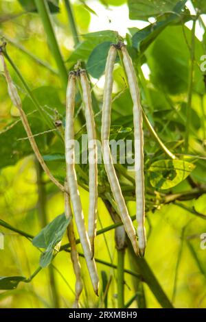 Close up of cowpeas pods on plant. Green pods of cowpeas Vegetable. Cowpeas. Cowpeas vegetable in farm. Healthy eating food. Proteinous food. Stock Photo