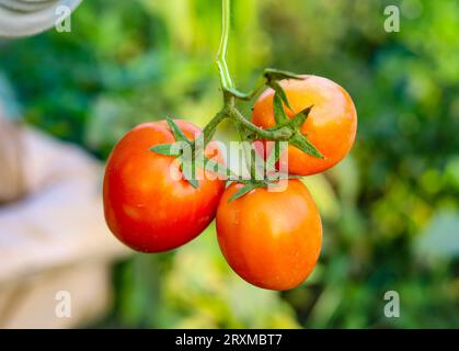Close up of bunch of red tomatoes on hand. Tomatoe isolated on hand. Bunch of tomatoes on hand. Red riped tomatoes on hand. Tomatoes farming in Pakist Stock Photo