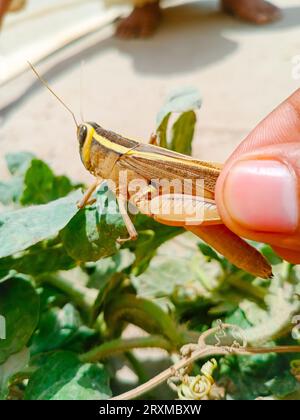Close up of grasshopper in hand. Man's hand holding grasshopper insect. Grasshoppers are a group of insects belonging to the suborder Caelifera. Grass Stock Photo