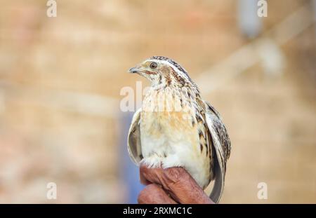 Man holds common quail in hand. Wild domestic common quail - coturnix coturnix, or European quail, is a small ground-nesting game bird in the pheasant Stock Photo