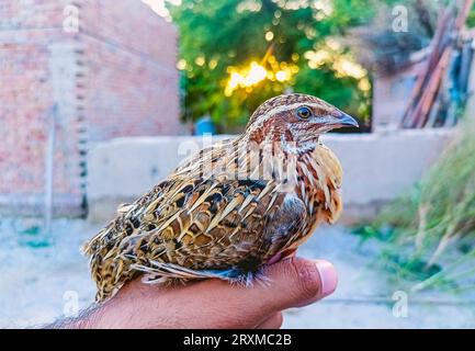 Man holds common quail in hand. Wild domestic common quail - coturnix coturnix, or European quail, is a small ground-nesting game bird in the pheasant Stock Photo
