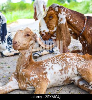 Close up of the Barbari goat eating grass in farm. Goat grazing in farm. Grazing castles. Barbari goat breed in India and Pakistan. Face closeup of a Stock Photo