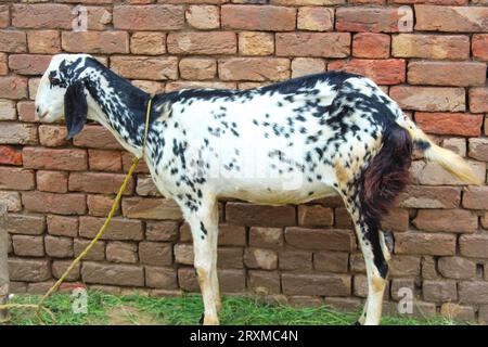 Close up of the Barbari goat eating grass in farm. Goat grazing in farm. Grazing castles. Barbari goat breed in India and Pakistan. Face closeup of a Stock Photo