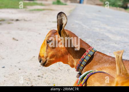 Close up of the Barbari goat eating grass in farm. Goat grazing in farm. Grazing castles. Barbari goat breed in India and Pakistan. Face closeup of a Stock Photo