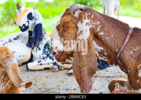 Close up of the Barbari goat eating grass in farm. Goat grazing in farm. Grazing castles. Barbari goat breed in India and Pakistan. Face closeup of a Stock Photo