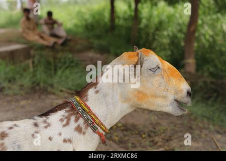 Close up of the Barbari goat eating grass in farm. Goat grazing in farm. Grazing castles. Barbari goat breed in India and Pakistan. Face closeup of a Stock Photo