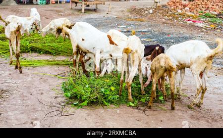 Close up of the Barbari goat eating grass in farm. Goat grazing in farm. Grazing castles. Barbari goat breed in India and Pakistan. Face closeup of a Stock Photo