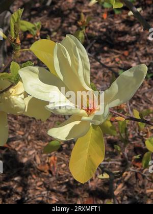 The photo was taken in the botanical garden of the city of Odessa. The picture shows a flower of a rare yellow magnolia. Stock Photo