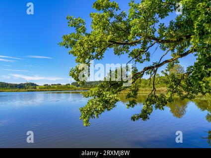 Maisinger See nature reserve near Maising, Upper Bavaria, Bavaria, Germany, Europe Stock Photo