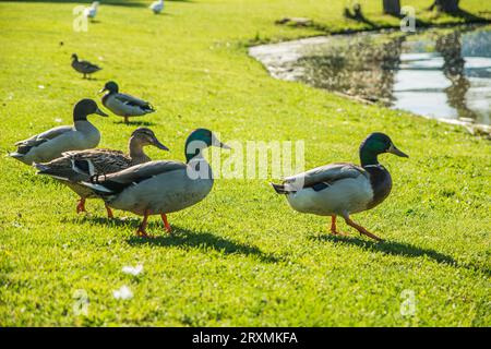 A group of ducks walking in a lush green field, next to a pond. Photo of a flock of ducks perched on a vibrant green field Stock Photo