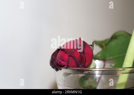 Withered red rose Stock Photo