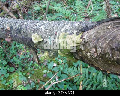 Fallen birch tree with chaga mushrooms, also known as Inonotus obliquus, on the trunk in the forest. Environment protection. Stock Photo