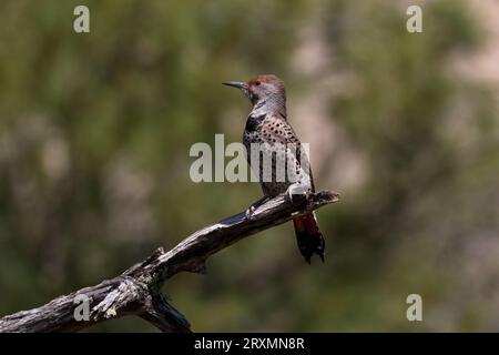 Alert; sunlit Northern Flicker perched on broken branch against natural green bokeh copy space on Mount Lemmon; Sky Island in Tucson; Arizona; United Stock Photo
