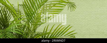 palm leaves on a light brick green background with space for text, panoramic background Stock Photo
