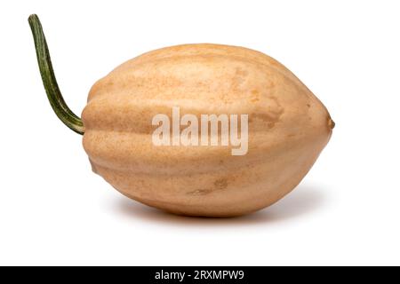 Single whole fresh Baked potato Acorn Squash isolated on white background close up Stock Photo