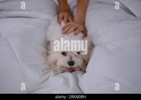 Young couple take care their dog at home. Lifestyle and leisure activity concept. Stock Photo