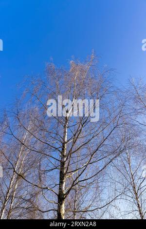 leafless birch trees in early spring in sunny weather, the first buds on young birches in early spring Stock Photo