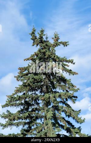 evergreen conifers in the spring season, the beginning of spring in the park with coniferous trees Stock Photo