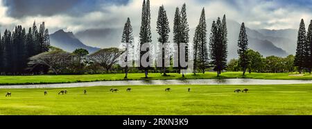 Nene geese grazing on green grass with river flowing in background, Hawaii, USA Stock Photo