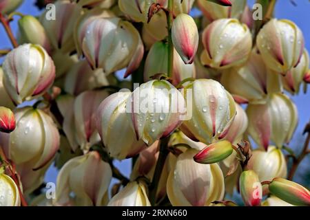 Yucca gloriosa variegata - Spanish Dagger. Cardiff Bay barrage . Taken September 2023. Stock Photo