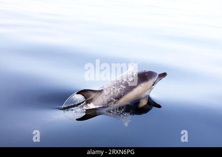 Common dolphins surfacing whilst feeding in flat calm seas off the Isle of Mull in the Inner Hebrides of Scotland Stock Photo